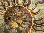 Gorgeous Split Ammonite Pair - Agatized #12457-6